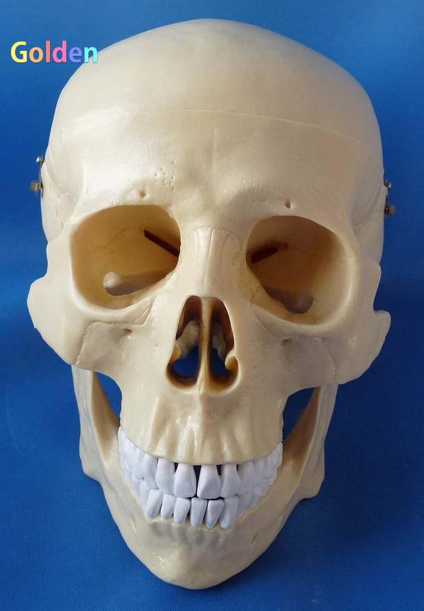 인체 1:1 해골 모델 해골 해골 머리 의료 교육 스케치 페인팅 해부학 분리형 훈련 도구